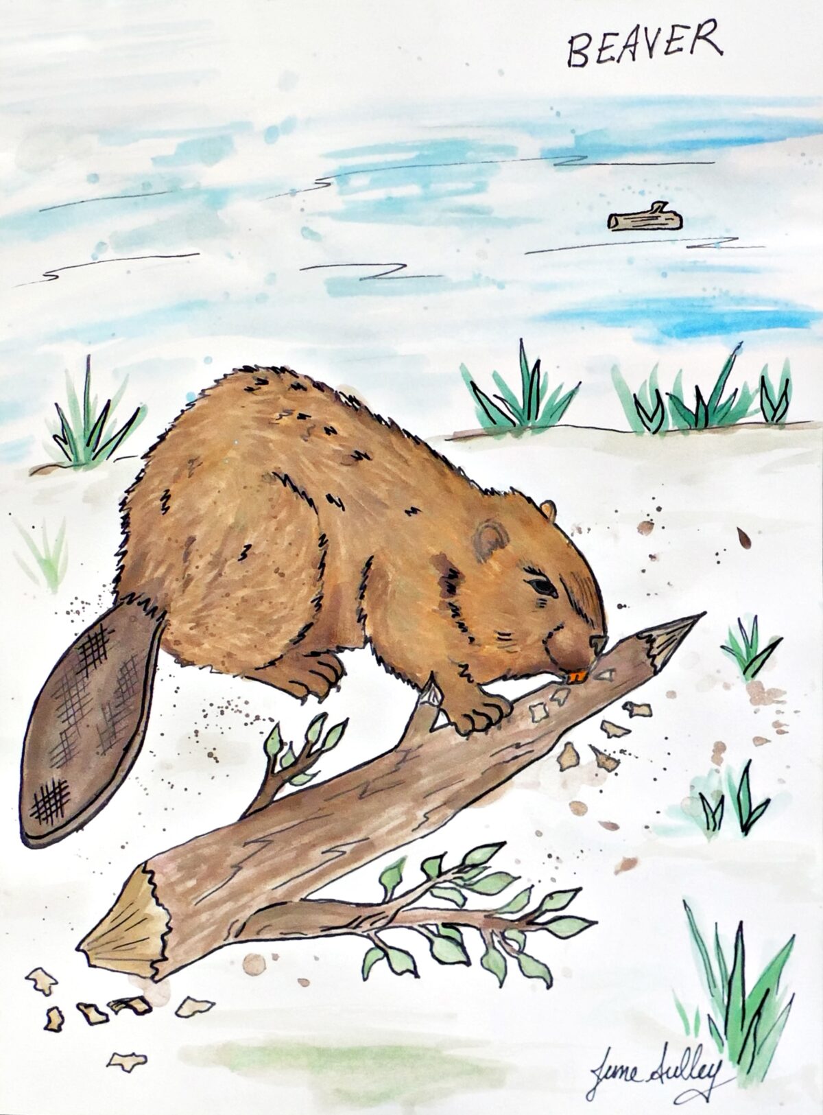 Beaver - Watercolour