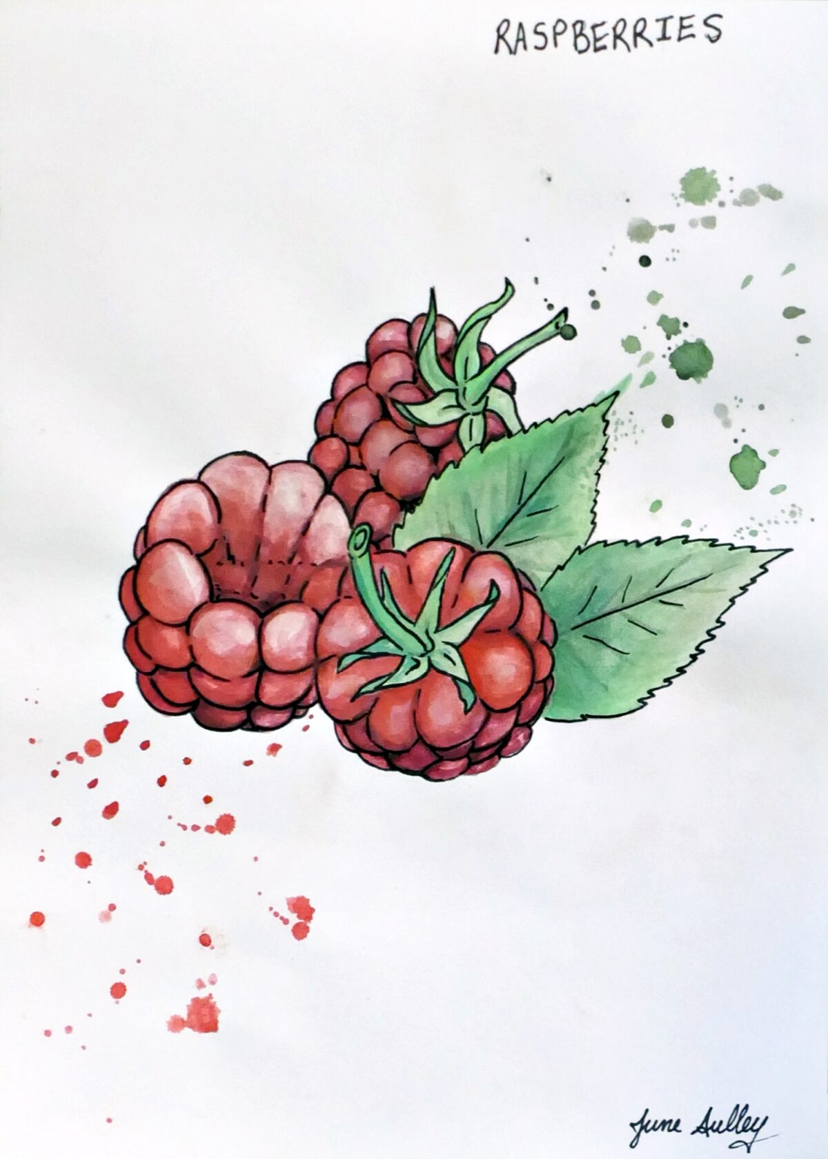 Raspberries Watercolour