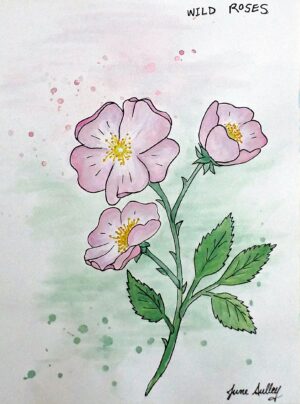 Wild Rose - Watercolour